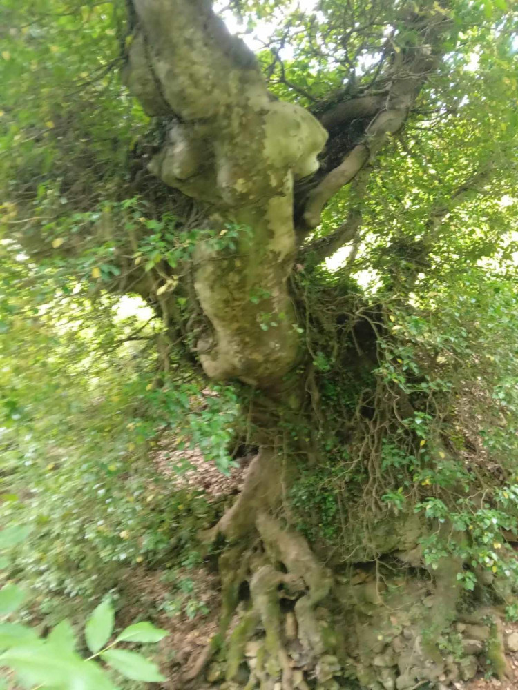 Φωτογραφίες δέντρων: Πέτρος Αλοίμονος, Ιωάννης Σούρσος Φωτογραφίες δέντρων: Πέτρος Αλοίμονος, Ιωάννης Σούρσος