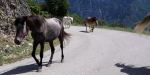 Η απάντηση του υπουργείου Προστασίας του Πολίτη για τα αδέσποτα άλογα στην Αρκαδία