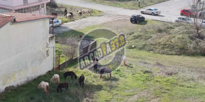 Τρίπολη: Το... "πάντρεμα" εκσυγχρονισμού και παράδοσης μέσα σε λίγα μέτρα!