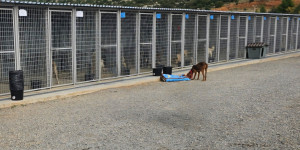 "Αδέσποτα": Οριακή έγκριση του επιχειρησιακού σχεδίου του Δήμου Τρίπολης