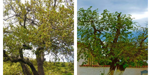 Στο Δίκτυο Αιωνόβιων Δέντρων Ελληνικής Επανάστασης δύο μνημειακά δέντρα της Αρκαδίας