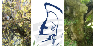 Ένταξη 2 μνημειακών δέντρων της Σίταινας στο Δίκτυο Αιωνόβιων Δέντρων Ελληνικής Επανάστασης