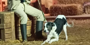 Φιλοζωϊκός Σύλλογος Τρίπολης: Ρεξ, από την εγκατάλειψη στη φροντίδα