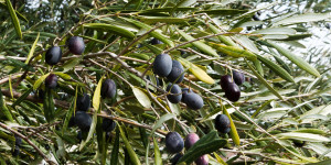 Σοβαρά προβλήματα αντιμετωπίζουν οι ελαιοπαραγωγοί στην Πελοπόννησο ενόψει συγκομιδής