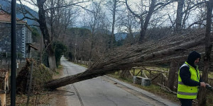 Γορτυνία: Πτώσεις δέντρων λόγω της έντασης των θυελλωδών ανέμων