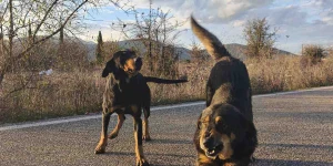 Ανακοίνωση του Δήμου Τρίπολης για περιστατικά μαζικής εγκατάλειψης ζώων