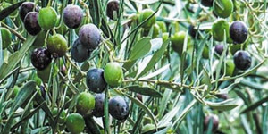 Πολύ καλή χρονιά για την χονδροελιά στην Αρκαδία