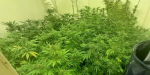 Καλαμάτα: Καλλιεργούσαν φυτά κάνναβης - Συνελήφθησαν 20χρονος και 21χρονος