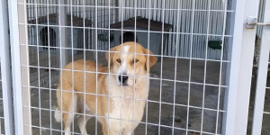 "Αιχμές" κατά του Δήμου Τρίπολης από τον Πολιτιστικό Φιλοζωικό Σύλλογο σχετικά με τα αδέσποτα