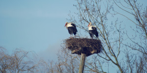Οι πελαργοί επιστρέφουν... μετά από δύο αιώνες και στην Αρκαδία!