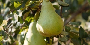 Σε απόγνωση οι αχλαδοπαραγωγοί της Μαντινείας και της Τεγέας