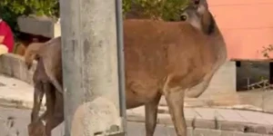 Πάρνηθα: Ελαφίνα έχασε το νεογνό στη γέννα - Σώθηκε τη τελευταία στιγμή με παρέμβαση των κατοίκων