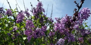 Τρίπολη: Ο καιρός σήμερα, 17 Μαΐου