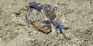 Μπλε καβούρι εμφανίστηκε στο Παράλιο Άστρος