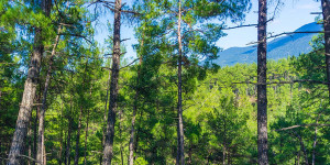 Σε επιφυλακή για φωτιές και την Παρασκευή Αργολίδα, Κορινθία και Λακωνία