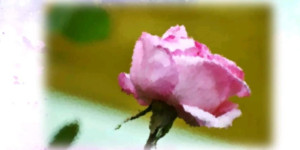 "Μια καρδιά... μια ματιά... ένα κλικ.." στην πλατεία Πετρινού