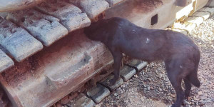 Η Πυροσβεστική Τρίπολης απεγκλώβισε αδέσποτο από ερπύστρια