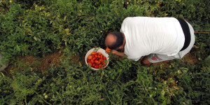 Θετικά τα μηνύματα από την καλλιέργεια υπαίθριας ντομάτας στην Αρκαδία
