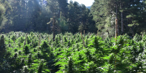 Εξαρθρώθηκε εγκληματική οργάνωση ναρκωτικών που δρούσε και στην Αρκαδία!