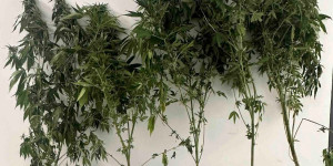 Τρίπολη: Συνελήφθη 60χρονος για ναρκωτικά