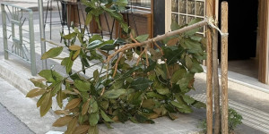 Τρίπολη: Έσπασαν νέα δέντρα στην οδό Κύπρου - Τζιούμης: "Ανεγκέφαλοι" επιμένουν να επιδεικνύουν αντικοινωνική συμπεριφορά