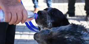 Συνελήφθη ιδιοκτήτης 7 σκύλων σε χωριό της Καλαμάτας