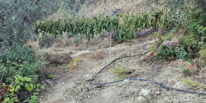 Φυτεία με 120 δενδρύλλια κάνναβης εντοπίσθηκε στη Κορινθία