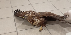 Τραυματισμένο γεράκι εντοπίστηκε στην Τοπική Κοινότητα Περθωρίου