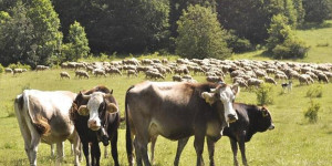 Κρούσμα καταρροϊκού πυρετού στη Λακωνία