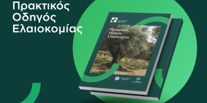Διαθέσιμος δωρεάν ο Πρακτικός Οδηγός Ελαιοκομίας
