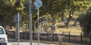 Προτεραιότητα στο... πρόβατο στη Λεωφόρο Ο.Η.Ε.