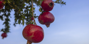 Στο "κόκκινο" η ζήτηση για το ρόδι, στα τάρταρα η παραγωγή!