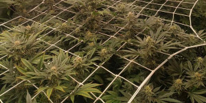 Με κατεργασμένη και ακατέργαστη κάνναβη θα γέμιζε την Τρίπολη 36χρονος