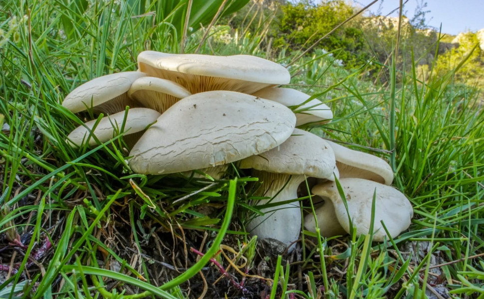 P. nebrodensis - Γ. Κατίνας P. nebrodensis - Γ. Κατίνας